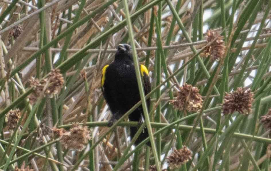 Yellow-winged Blackbird - ML616692112