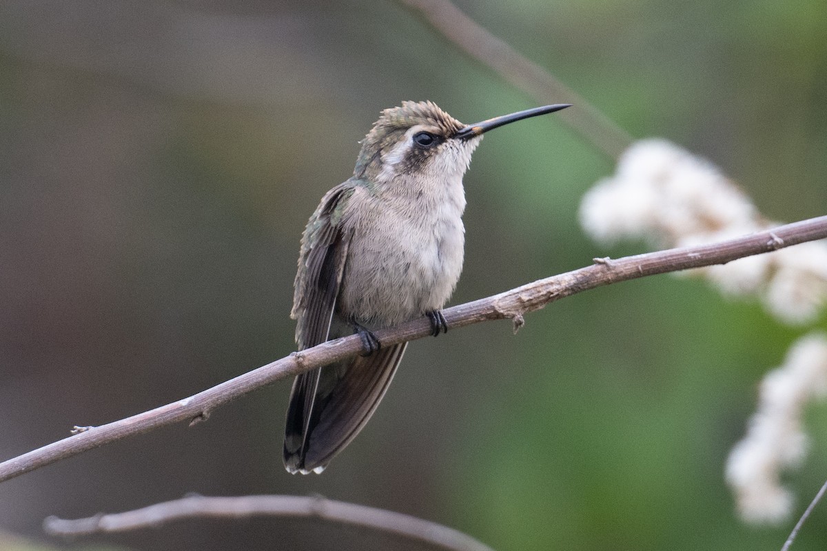 kolibřík magdalenský - ML616692197