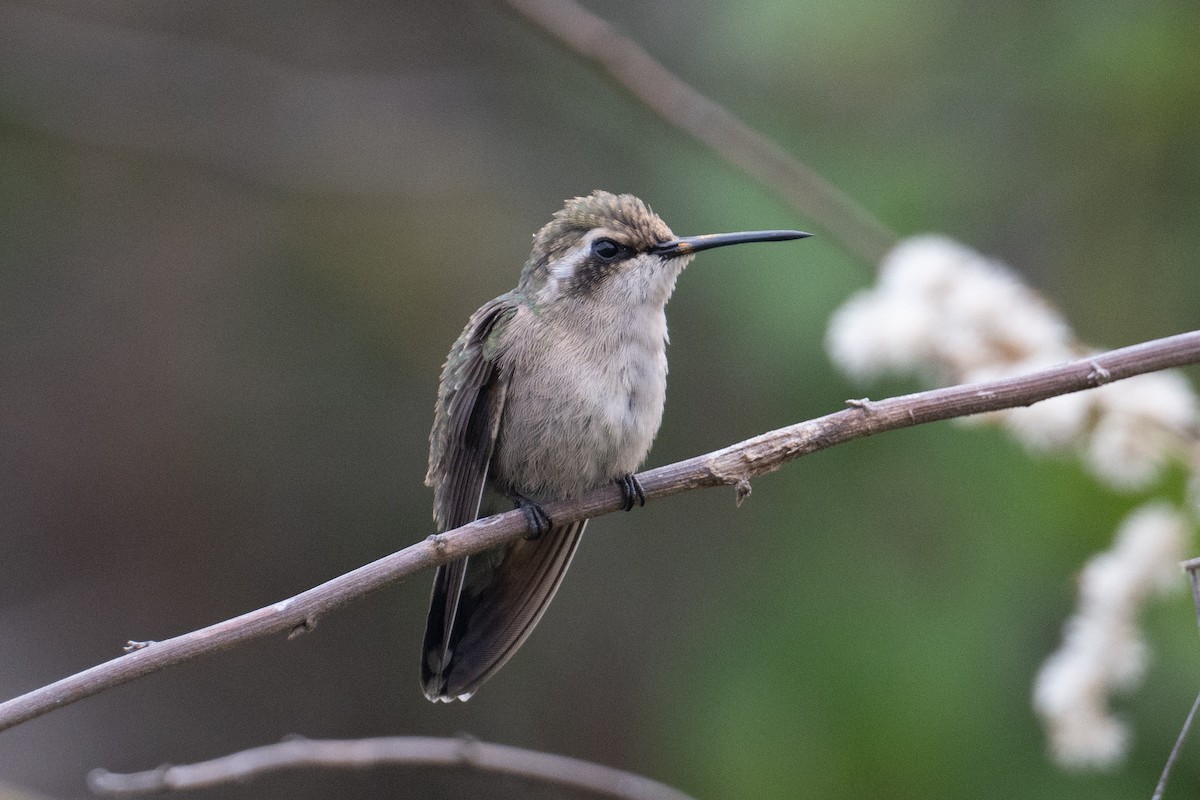 kolibřík magdalenský - ML616692198