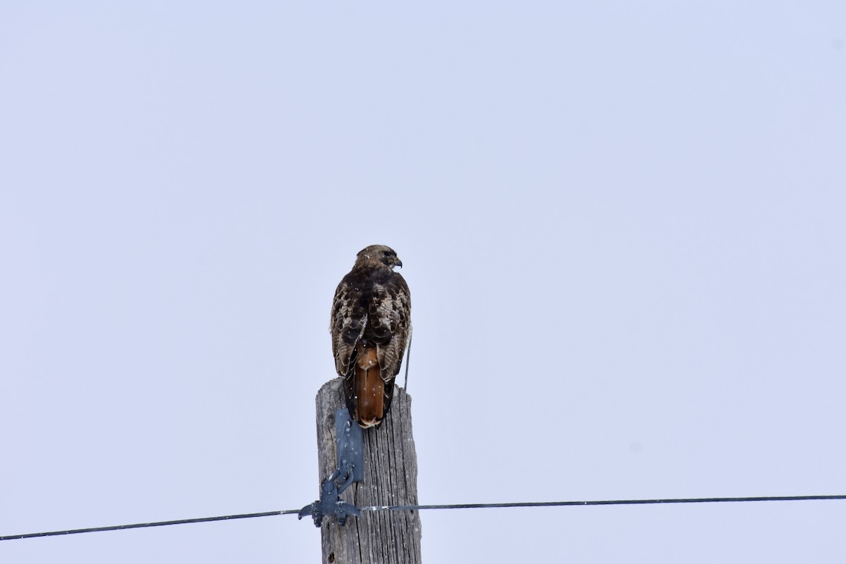 Red-tailed Hawk - ML616692300