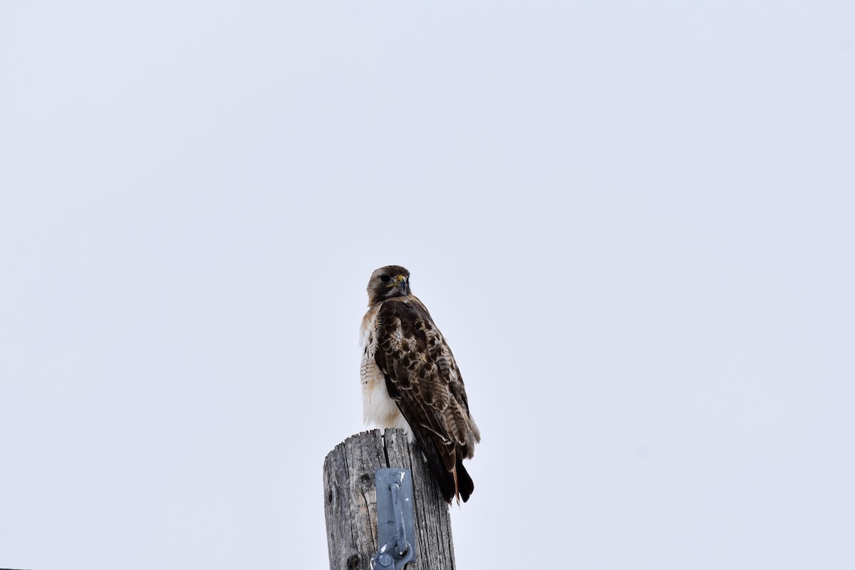 Red-tailed Hawk - ML616692301