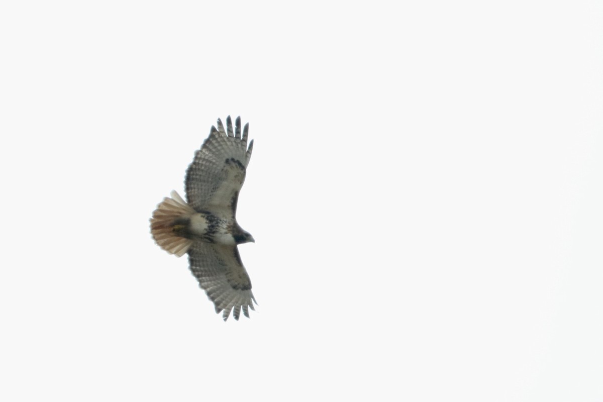 Red-tailed Hawk (abieticola) - ML616692302