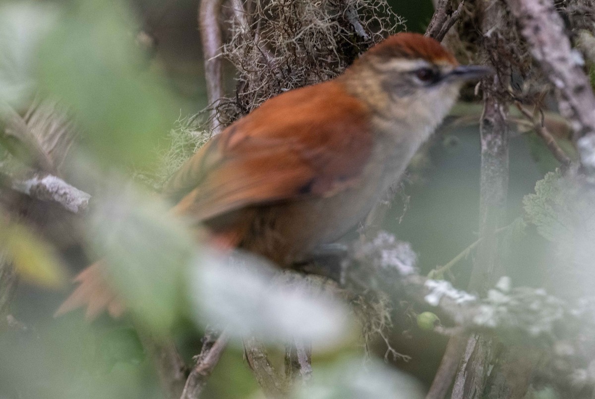 Marcapata Spinetail - ML616692334