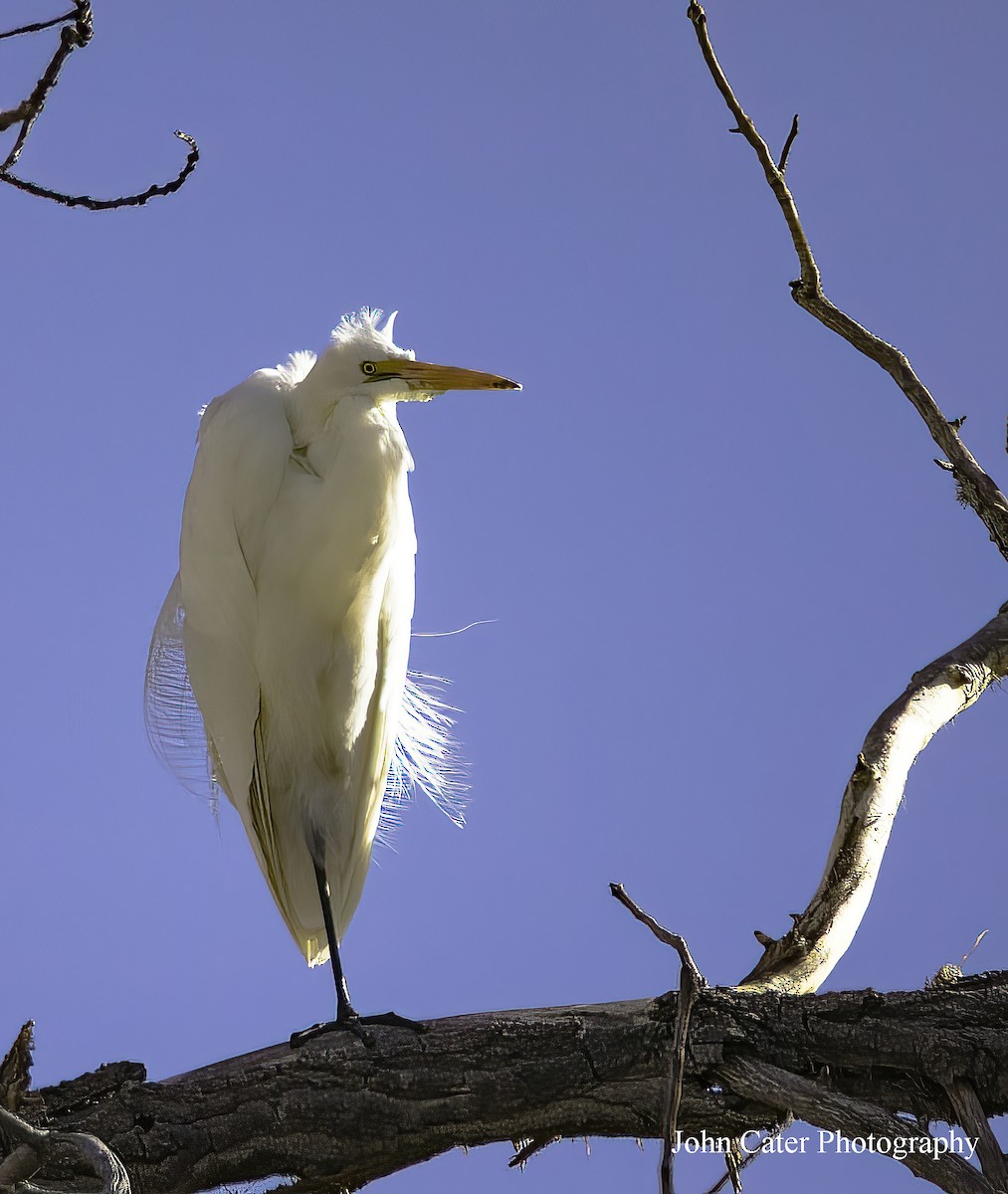 Great Egret - John Cater