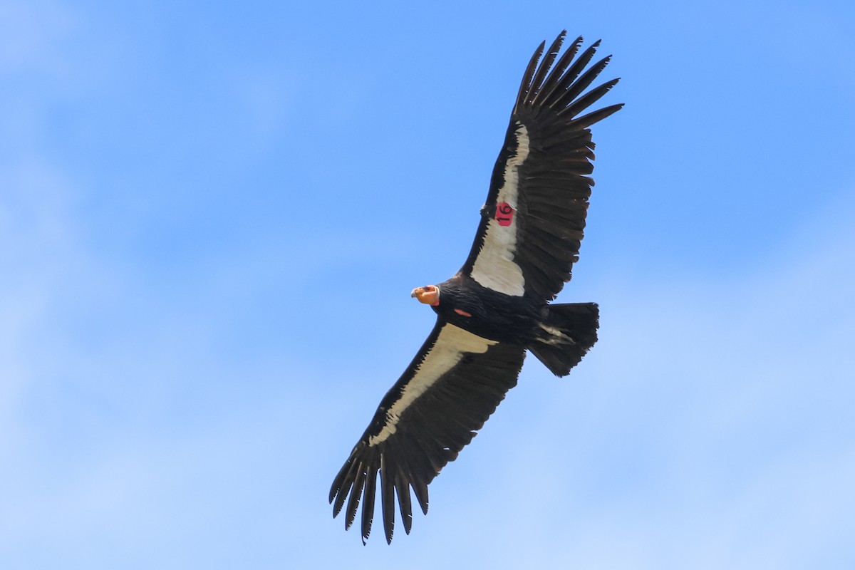 California Condor - ML616692464
