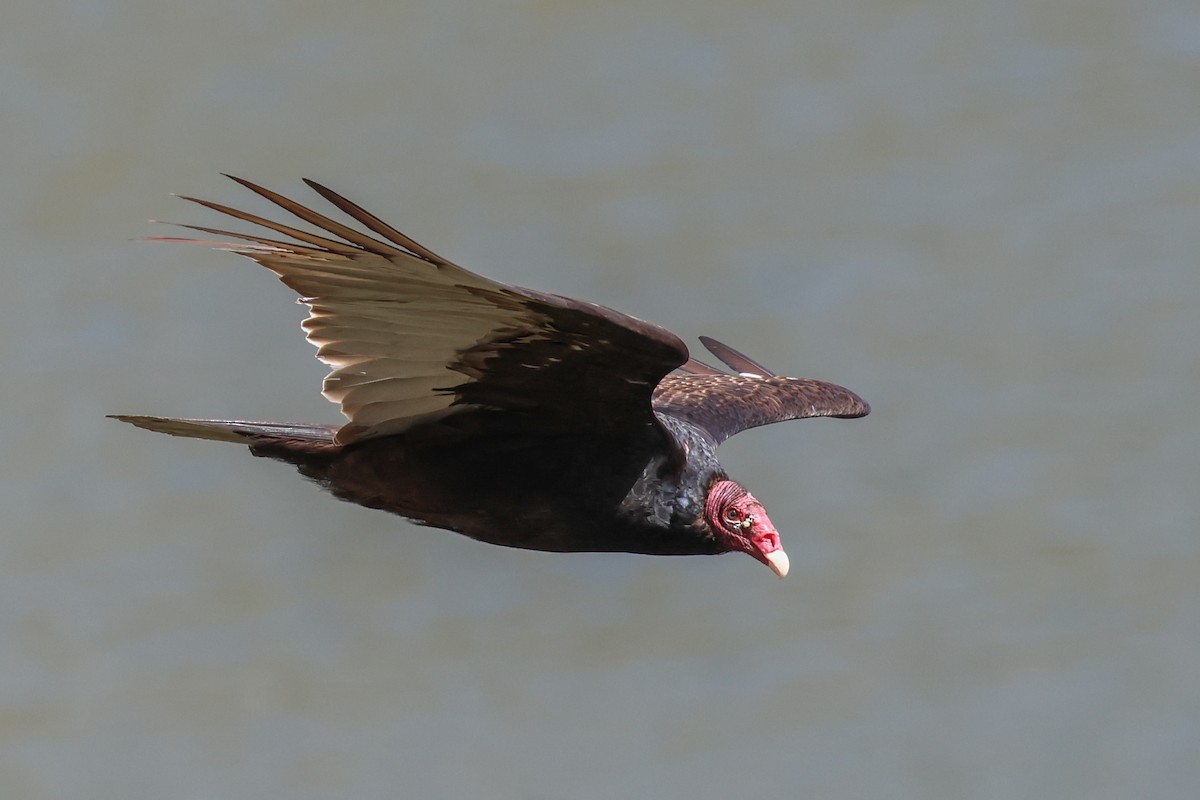 Turkey Vulture - Jen Sanford