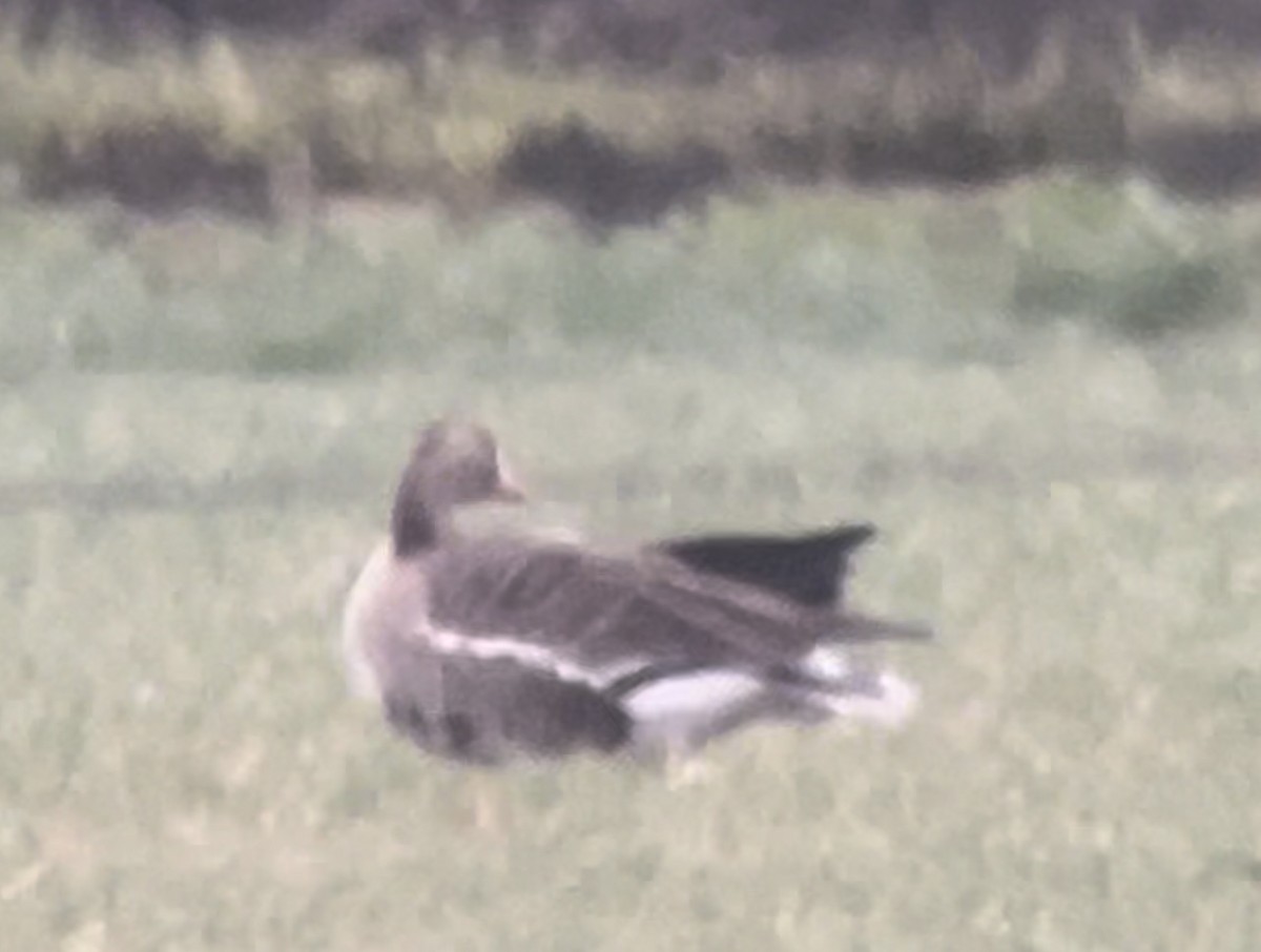Greater White-fronted Goose (Western) - ML616692509