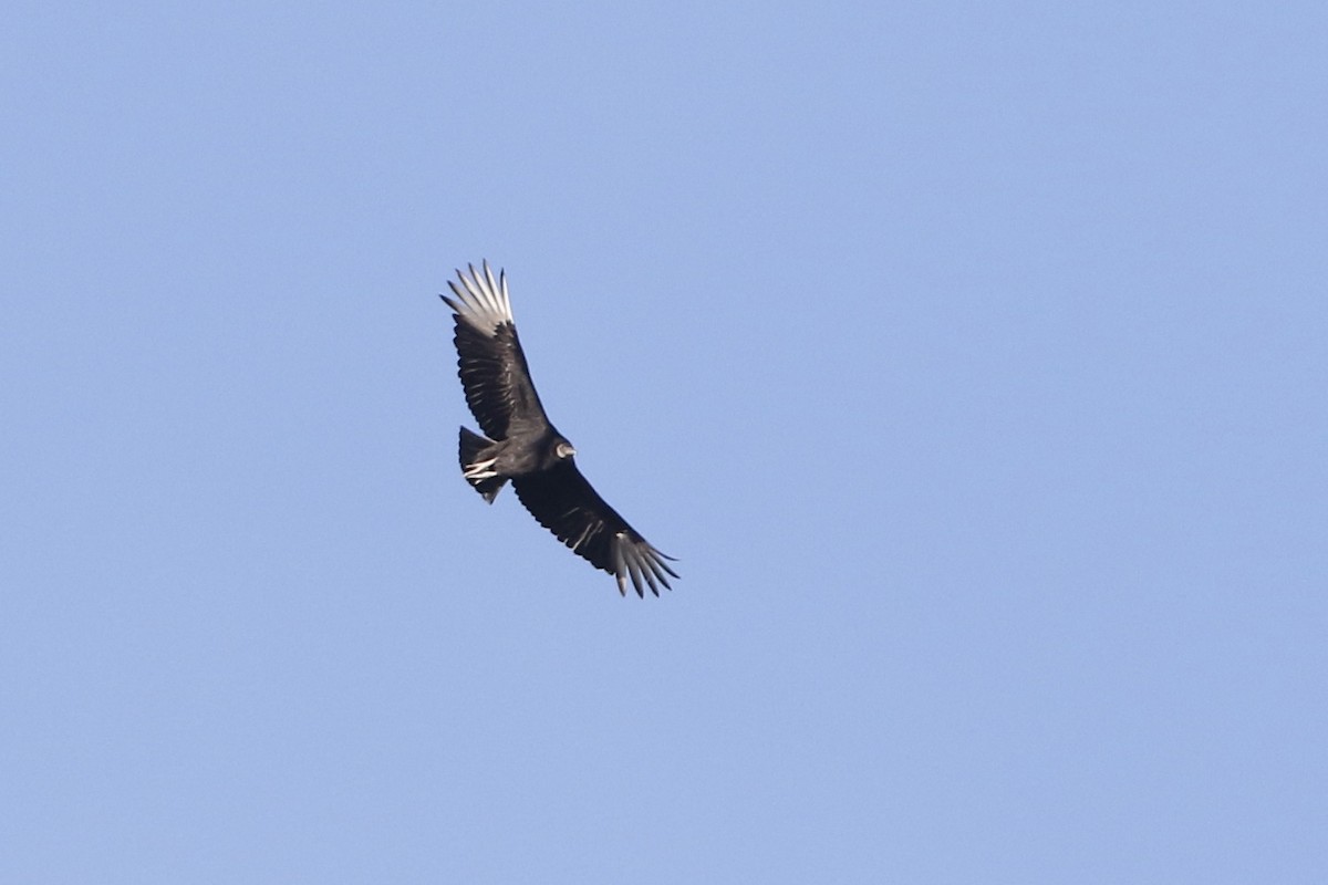 Black Vulture - ML616692528