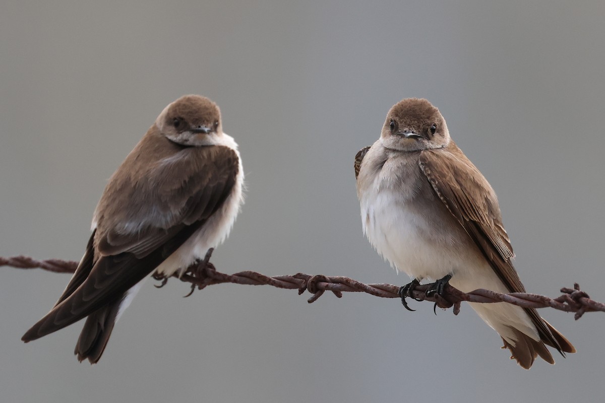 Northern Rough-winged Swallow - ML616692648