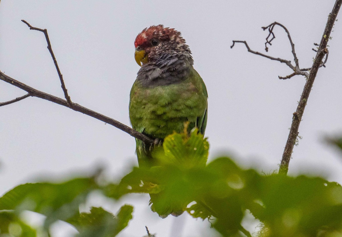 Speckle-faced Parrot - ML616692650