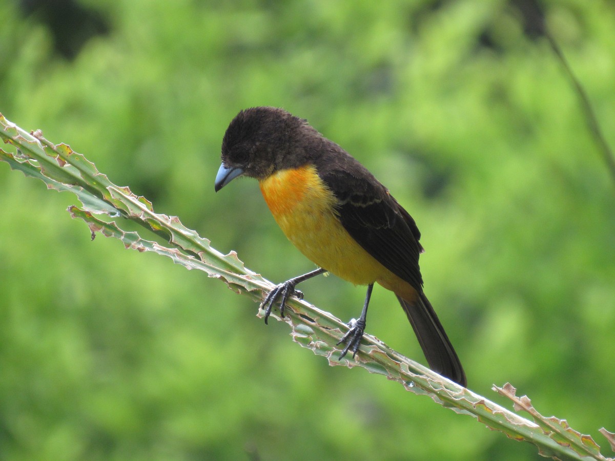 Flame-rumped Tanager - ML616692816