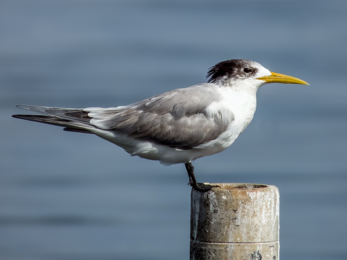 Great Crested Tern - ML616692868