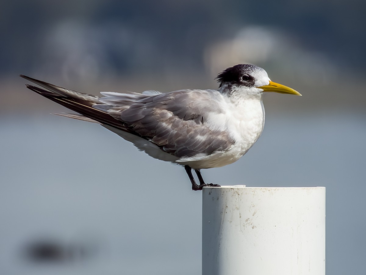 Great Crested Tern - ML616692873