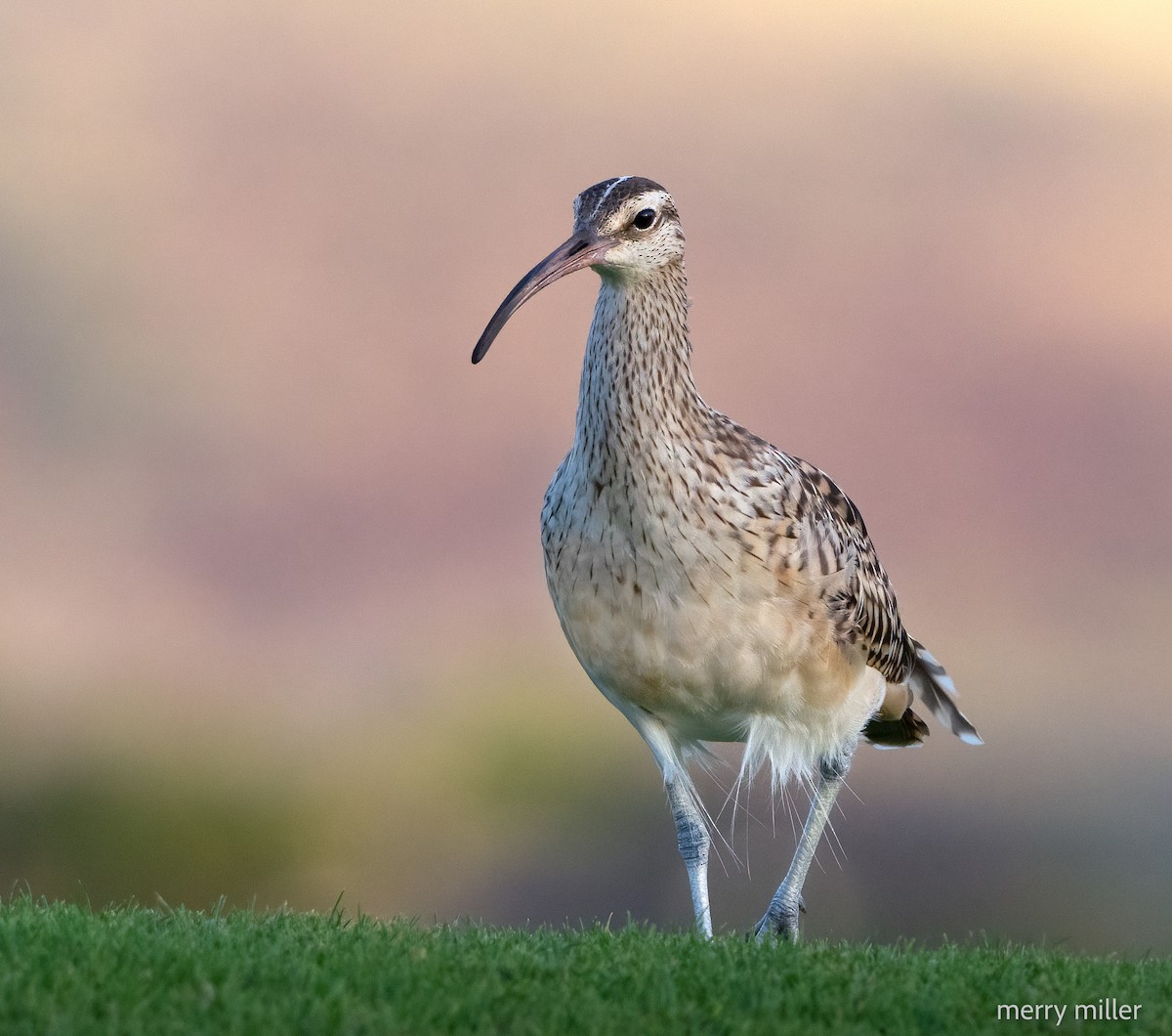 Bristle-thighed Curlew - ML616692914