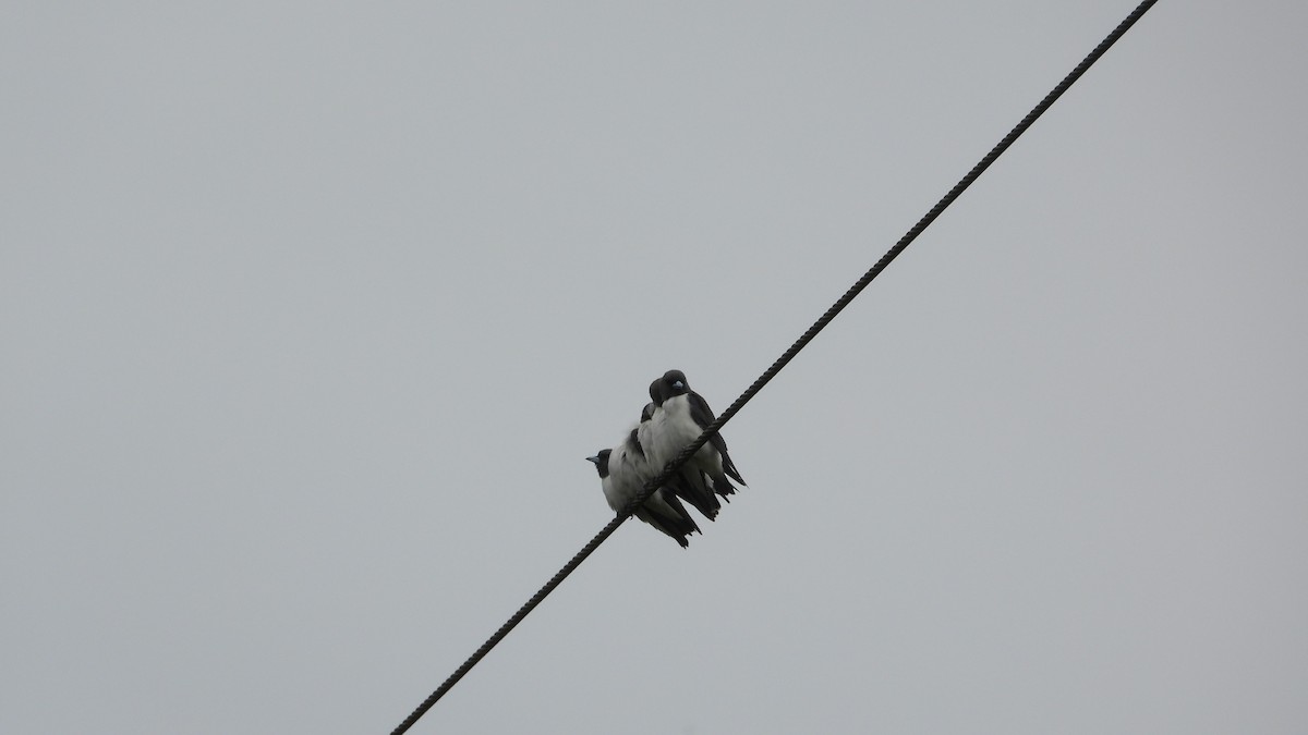White-breasted Woodswallow - ML616692921