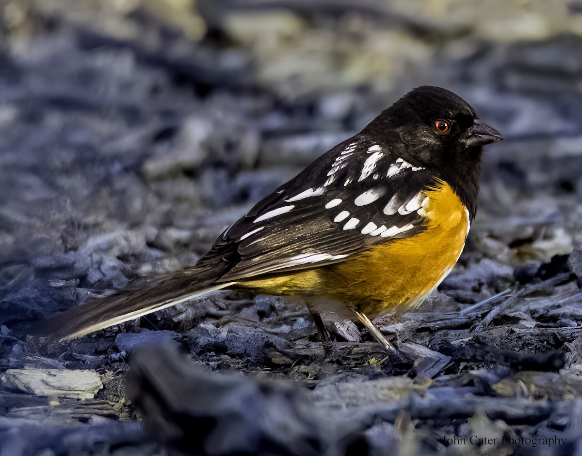 Spotted Towhee - ML616692923