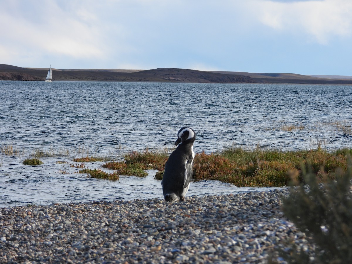 tučňák magellanský - ML616693000