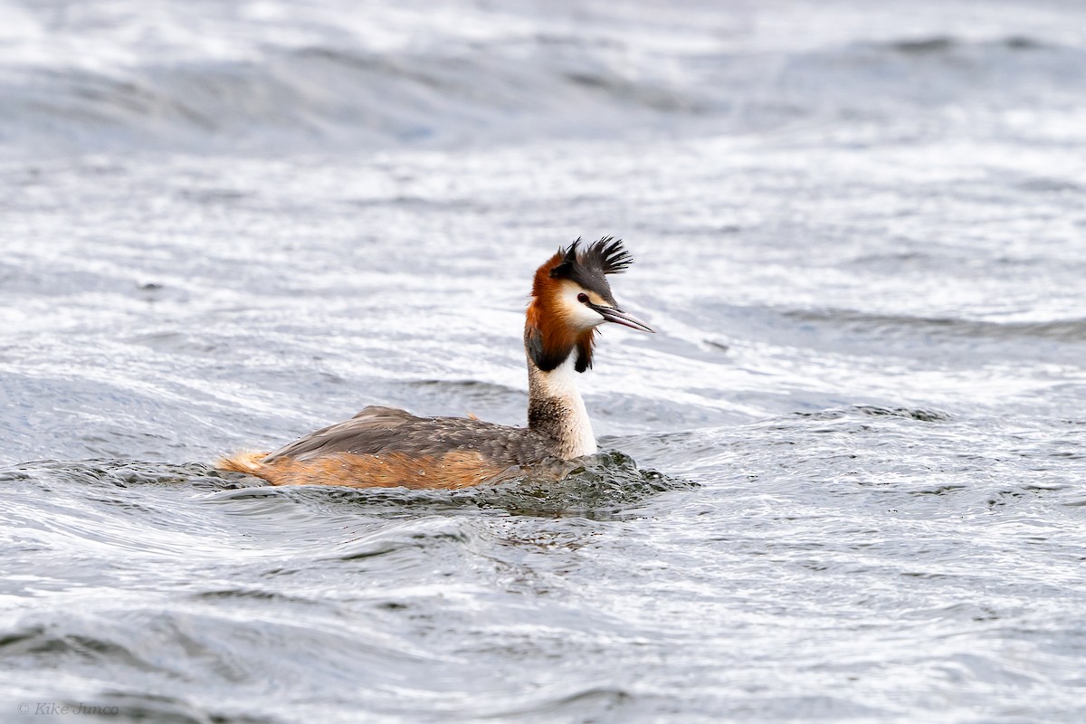 Great Crested Grebe - ML616693102