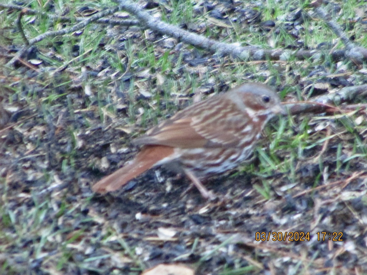Fox Sparrow (Red) - ML616693167