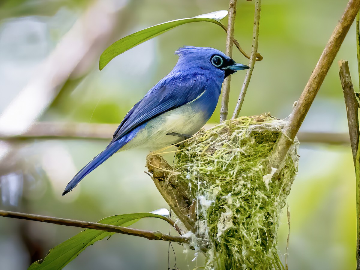 Short-crested Monarch - Hypothymis helenae - Birds of the World