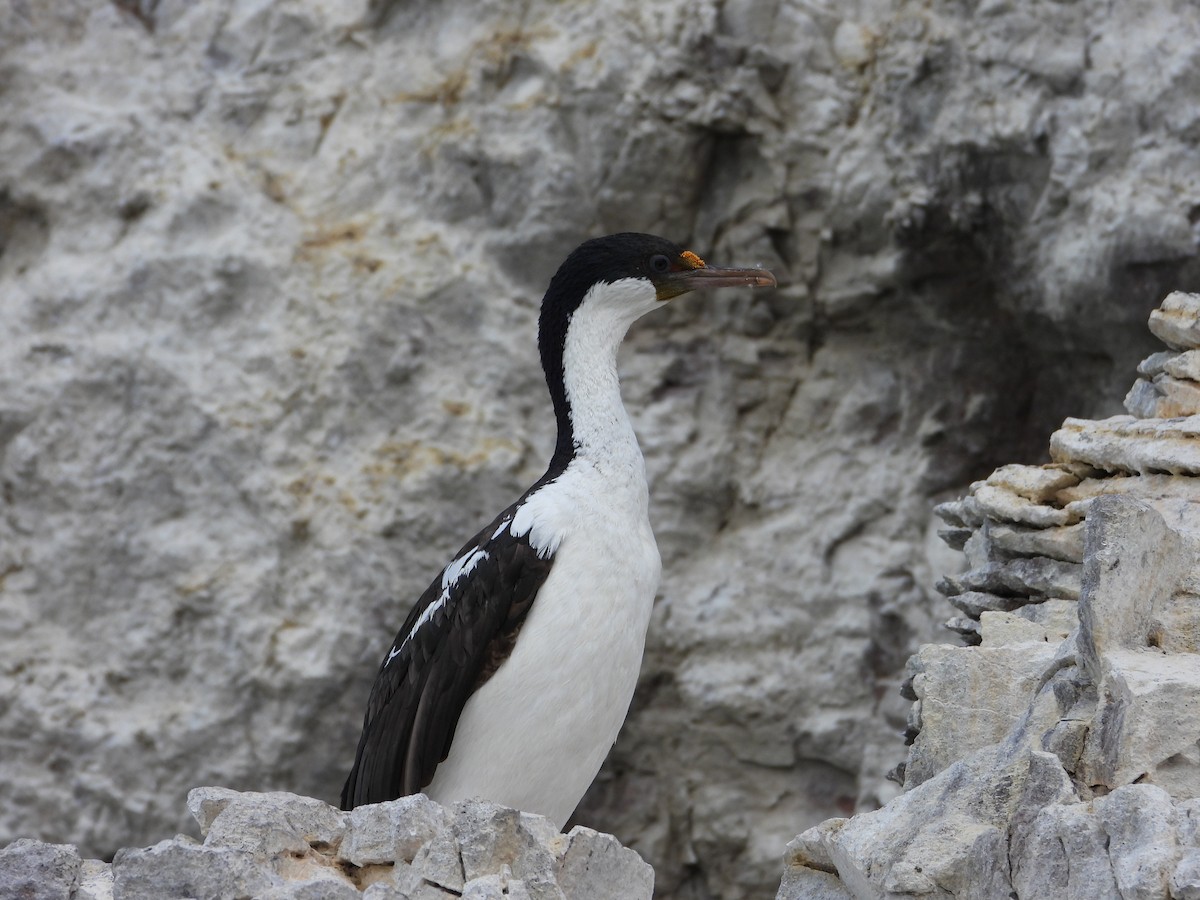 Imperial Cormorant - Más Aves