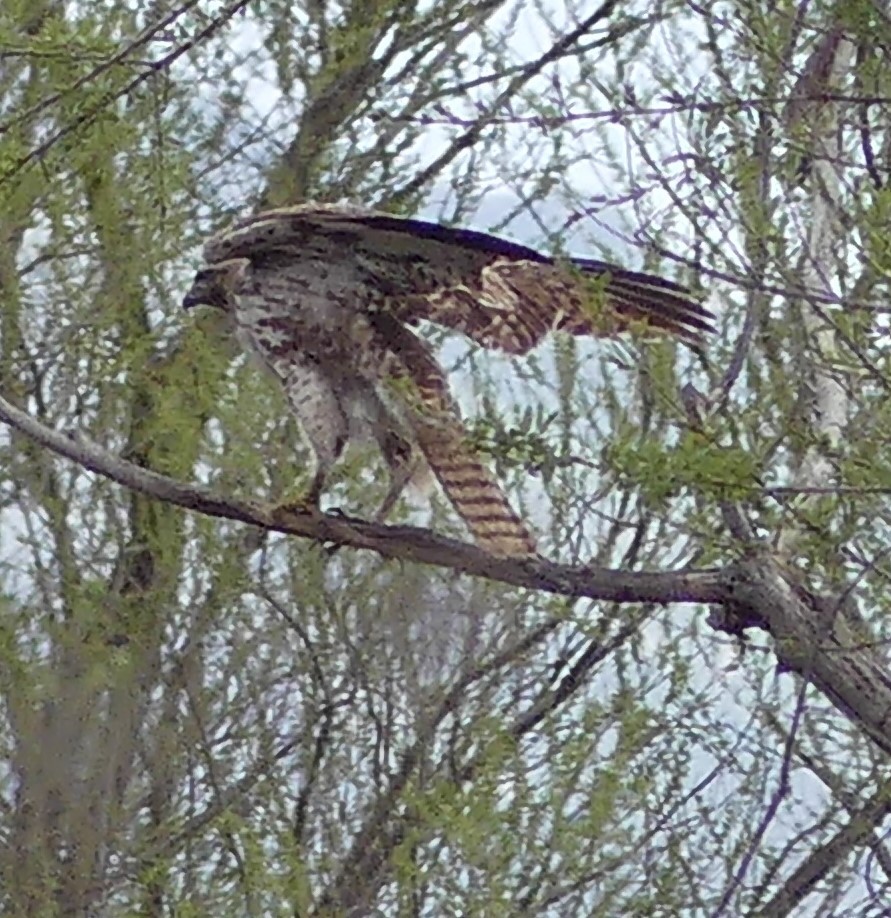 Red-tailed Hawk - ML616693328