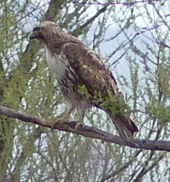 Red-tailed Hawk - ML616693329