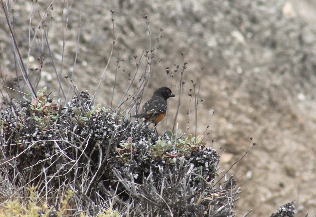 Spotted Towhee - Paige O