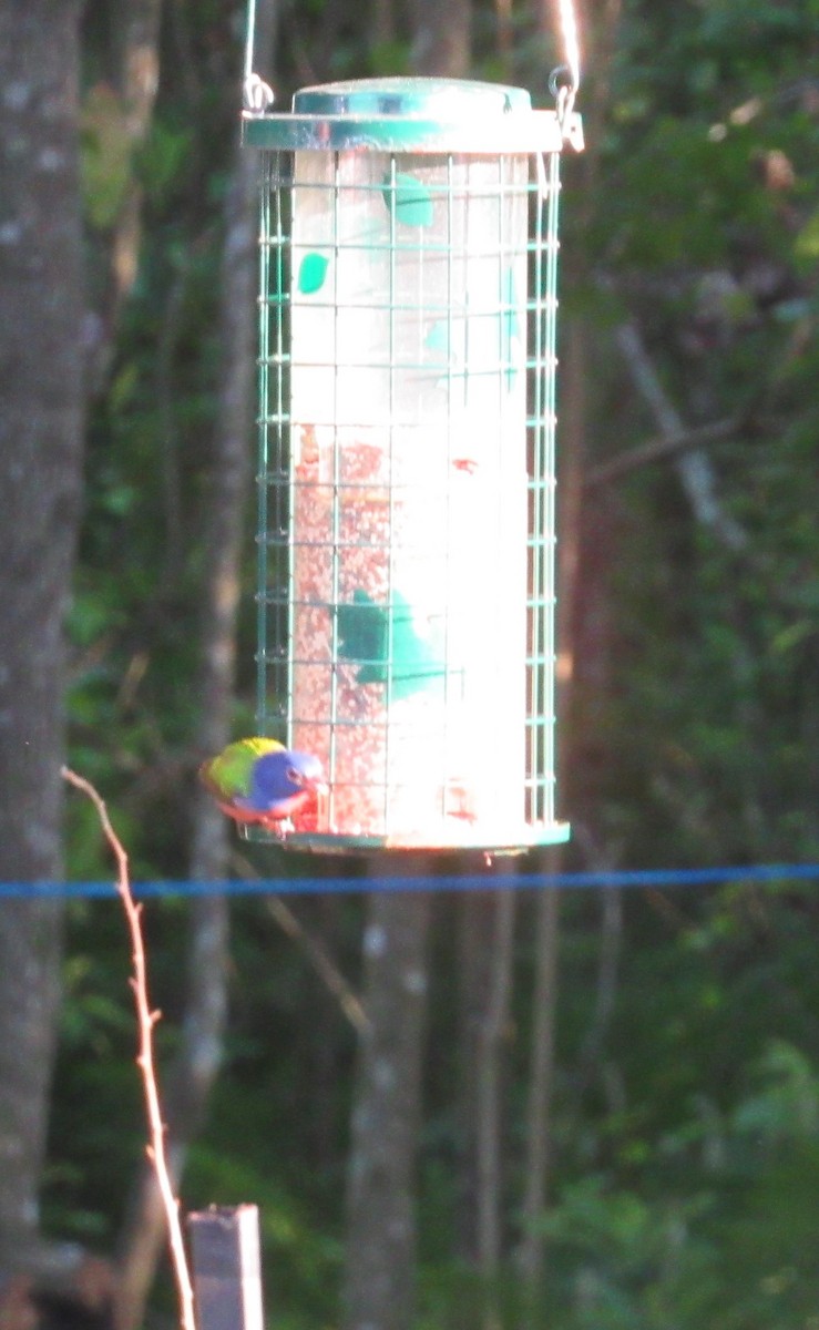 Painted Bunting - Lorraine Cowl