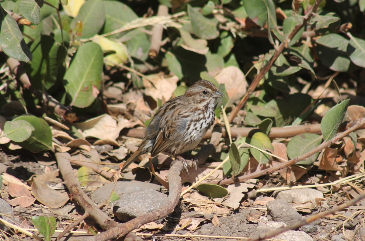 Song Sparrow - Paige O