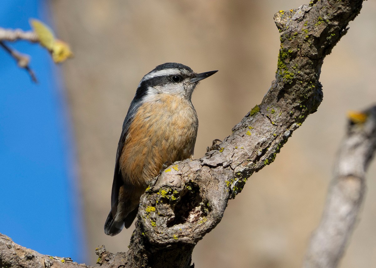 Red-breasted Nuthatch - Julio Mulero