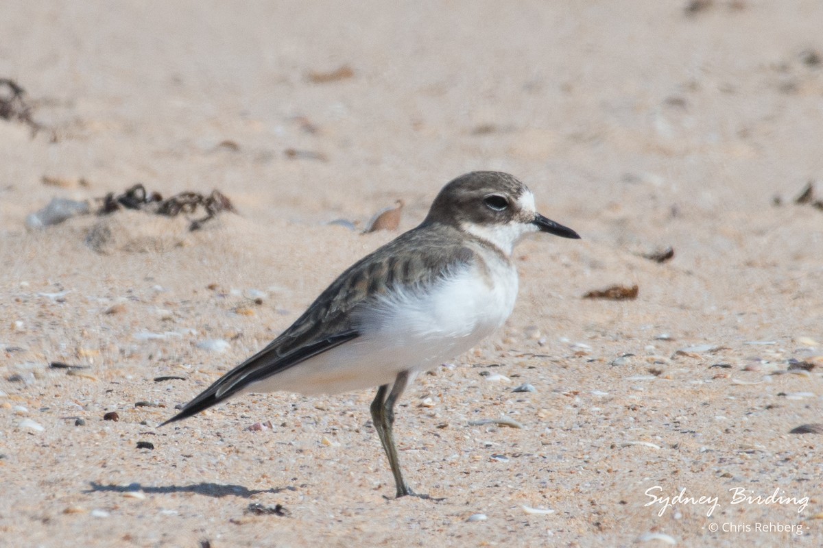 Double-banded Plover - ML616693728