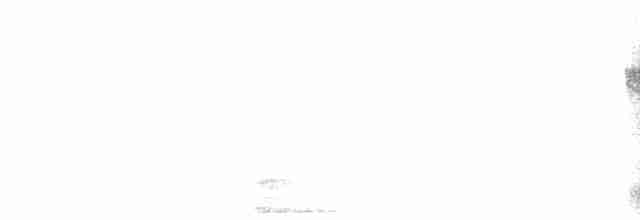 káně rudochvostá (ssp. borealis) - ML616693972