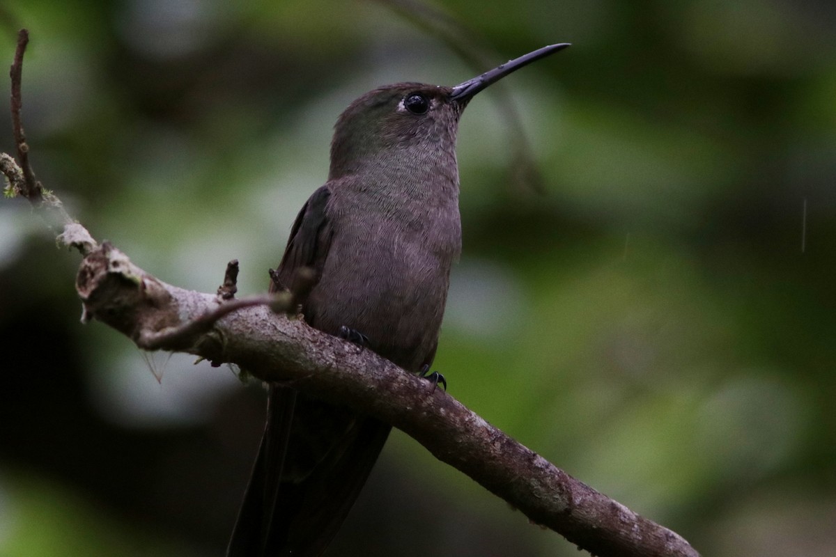 Sombre Hummingbird - ML616693984