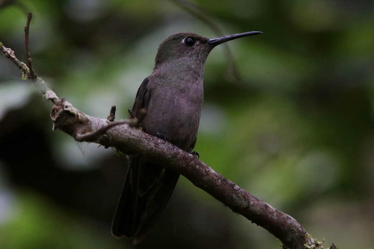 Sombre Hummingbird - ML616693985