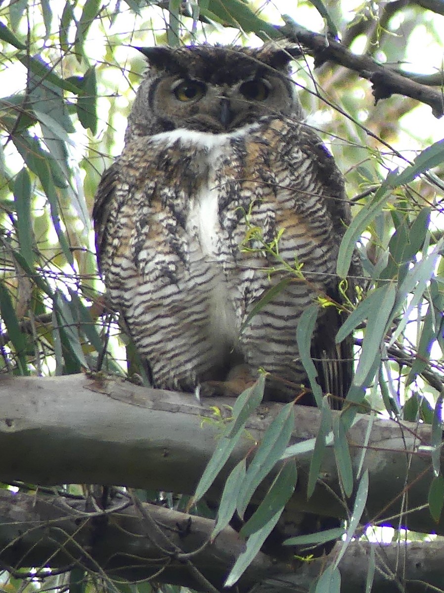 Great Horned Owl - ML616694193