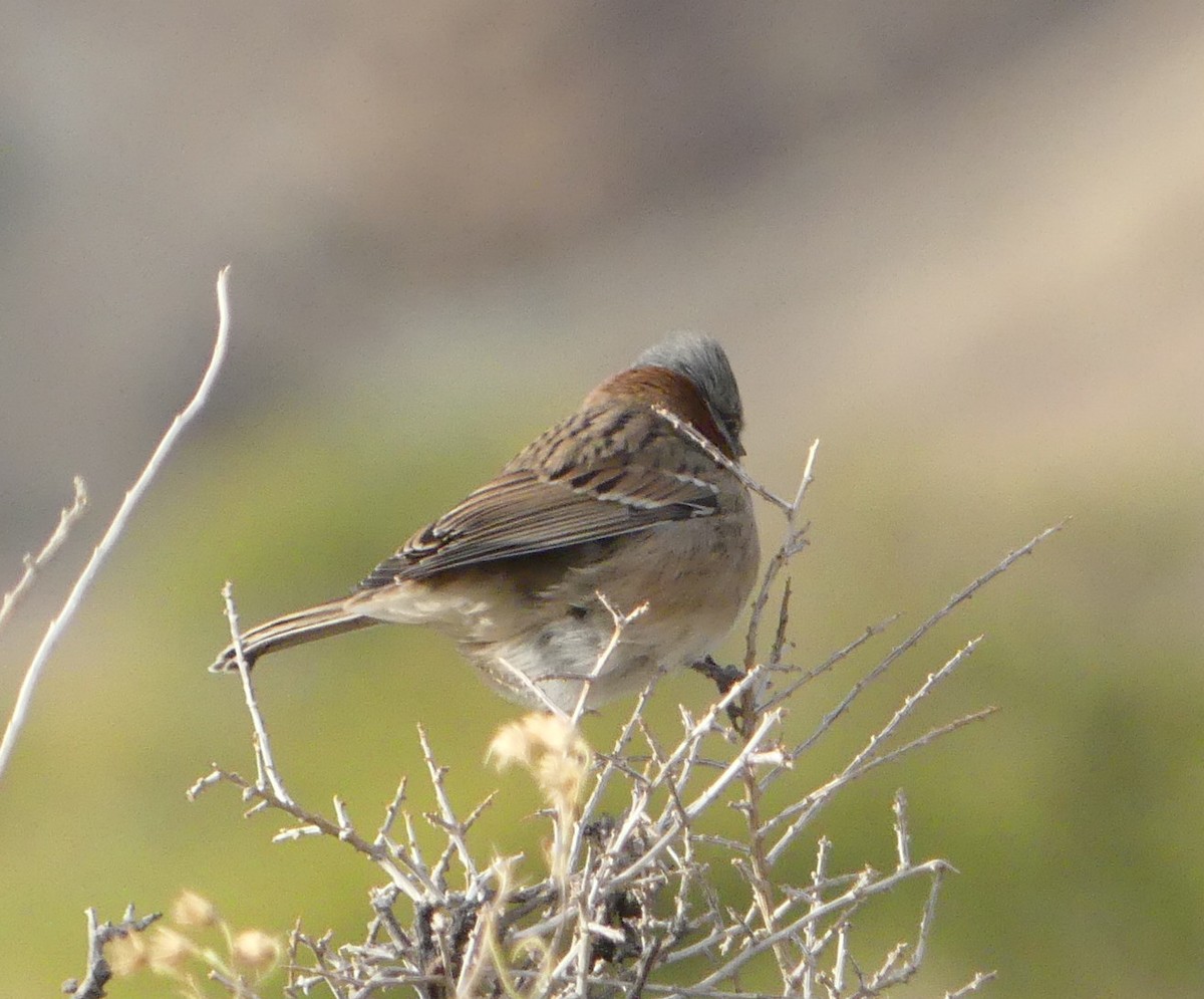 Rufous-collared Sparrow - ML616694335