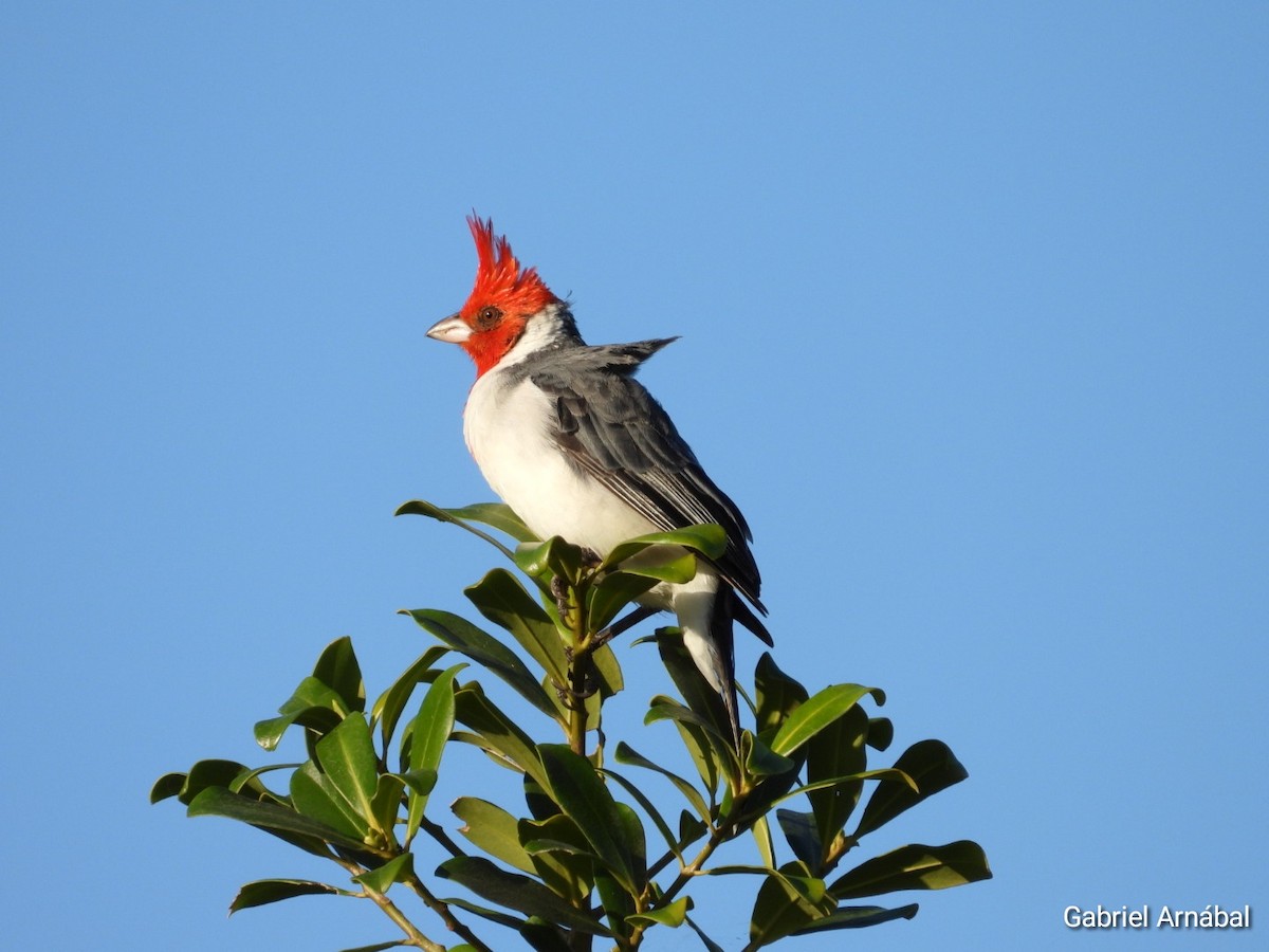 Red-crested Cardinal - ML616694368