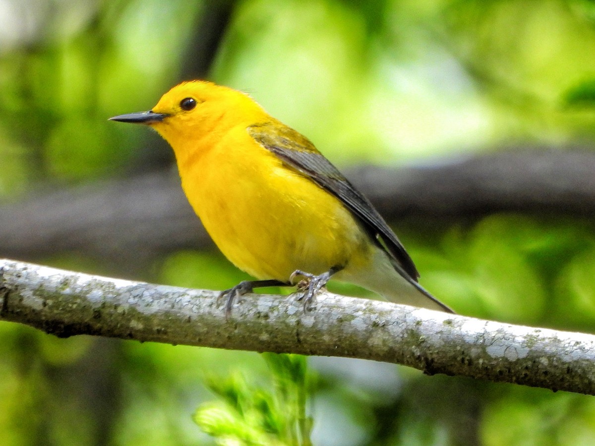 Prothonotary Warbler - ML616694534