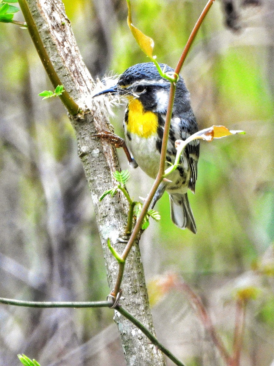 Yellow-throated Warbler - Scottie Whigham