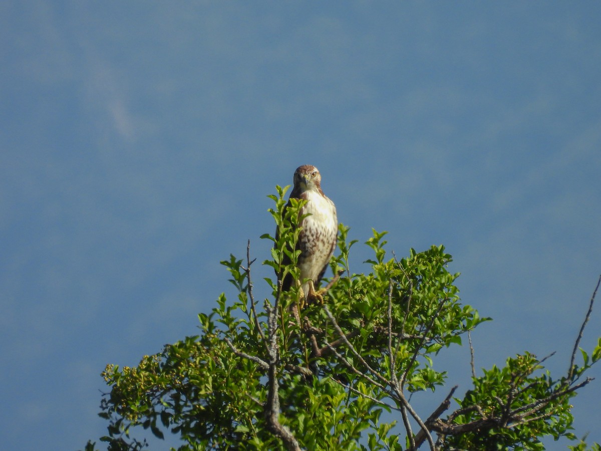 Red-tailed Hawk - ML616694562