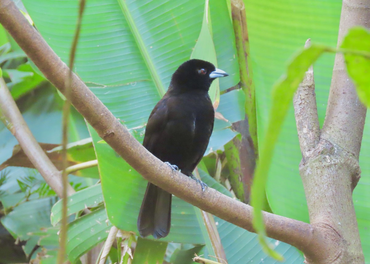 Scarlet-rumped Tanager - ML616694565