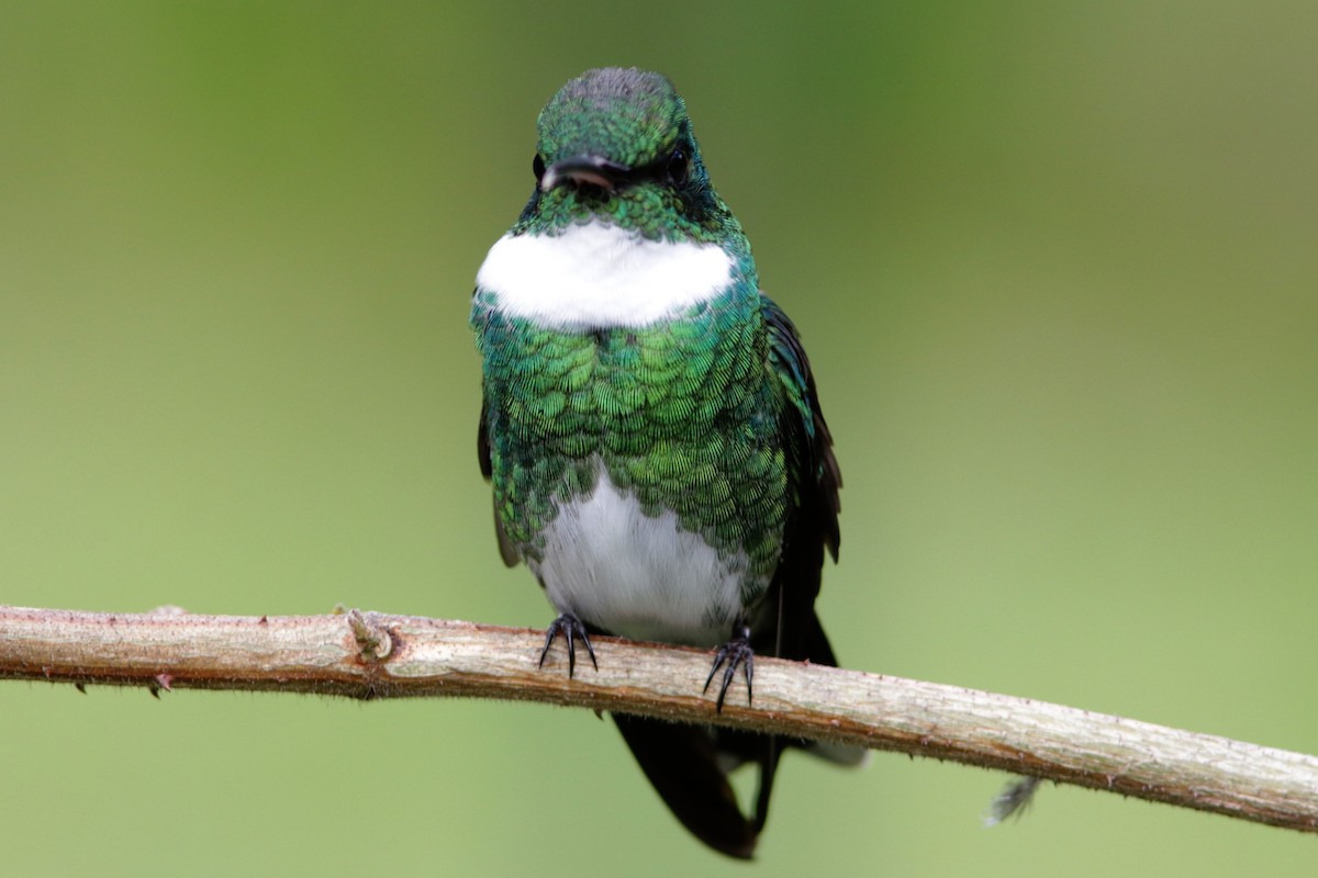 White-throated Hummingbird - Richard Dunn