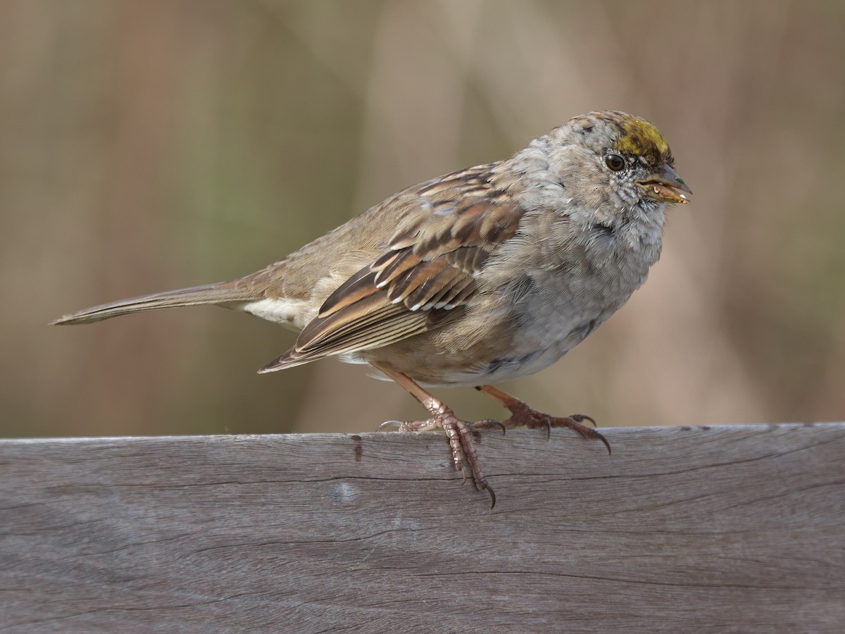 Golden-crowned Sparrow - ML616694952