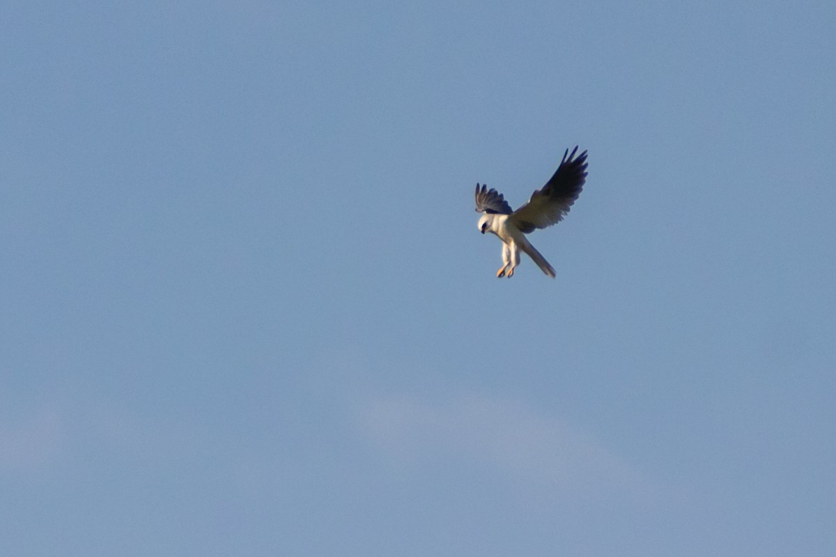 White-tailed Kite - ML616694972