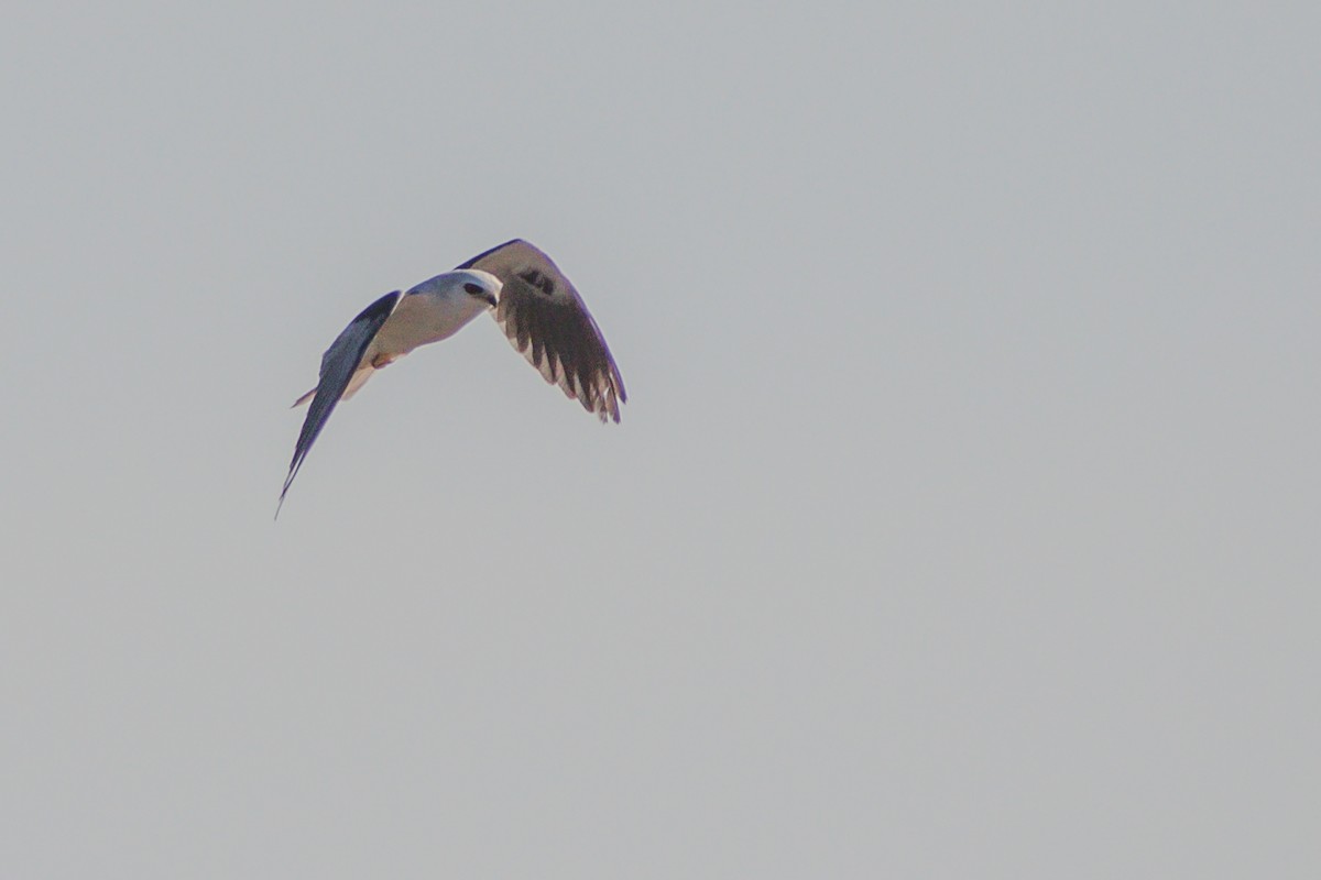 White-tailed Kite - ML616694973
