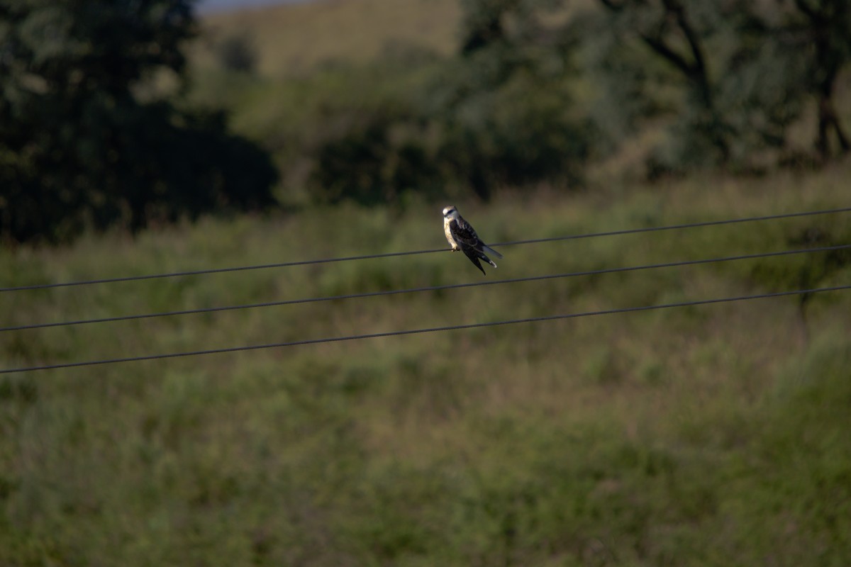 White-tailed Kite - ML616694981