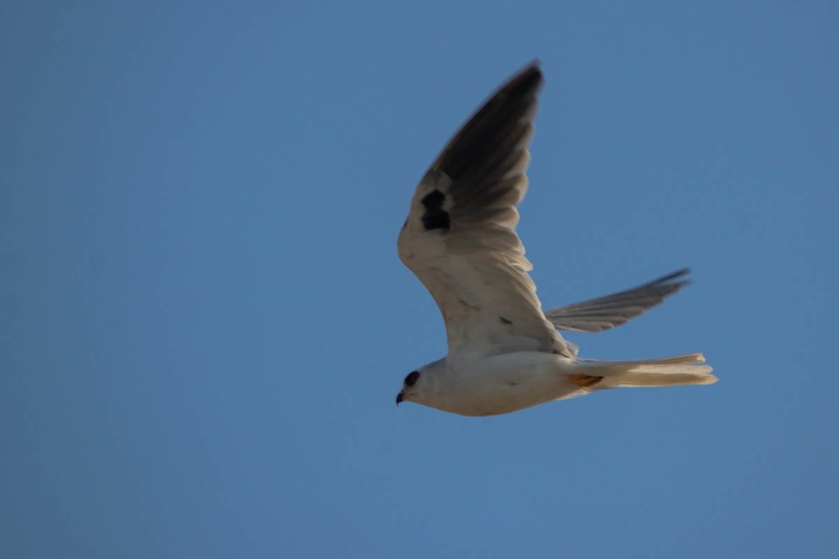 White-tailed Kite - ML616694982