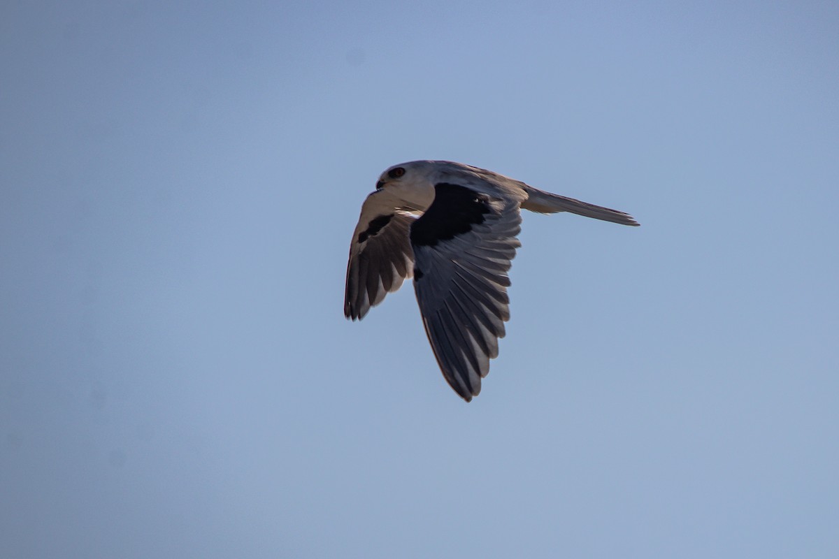 White-tailed Kite - ML616694983