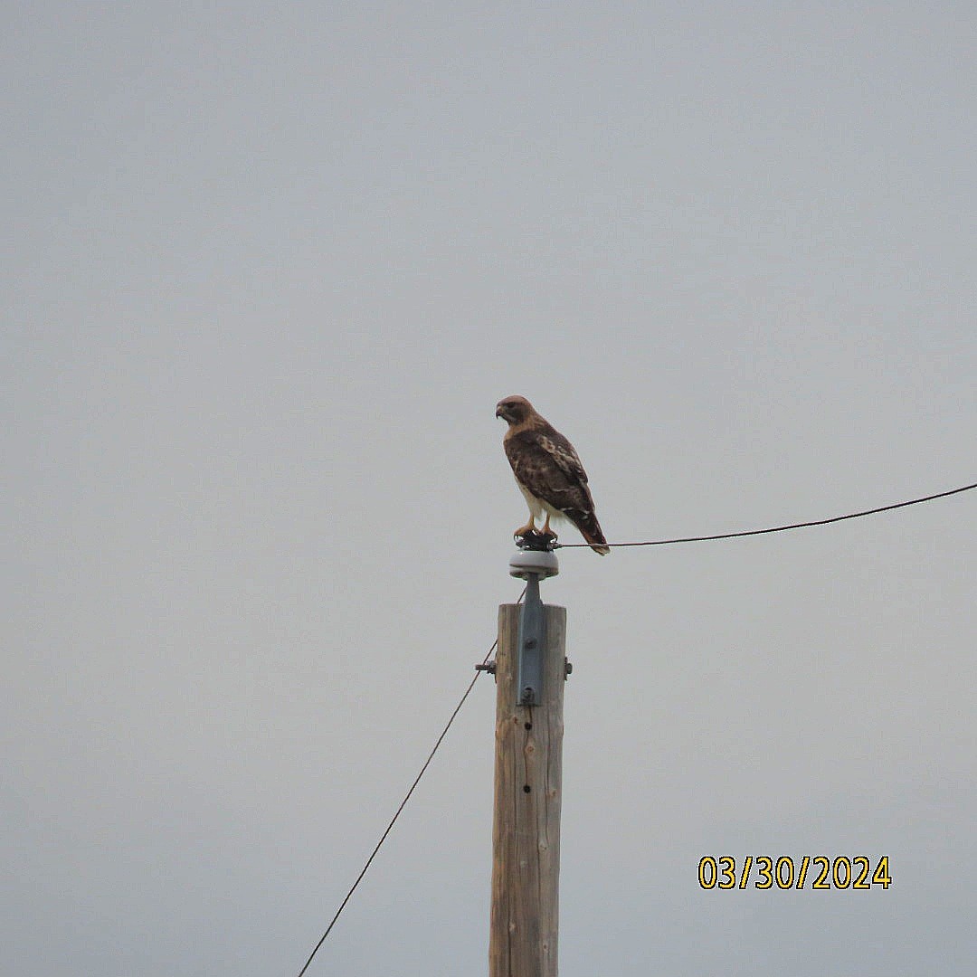 Red-tailed Hawk - ML616694984